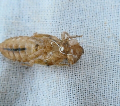 Gomphus
