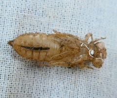 Gomphus