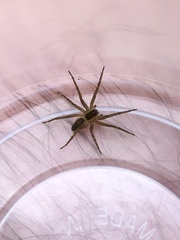 Dolomedes tenebrosus