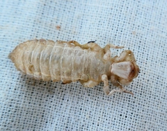 Gomphus