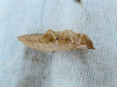 Gomphus