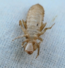 Gomphus