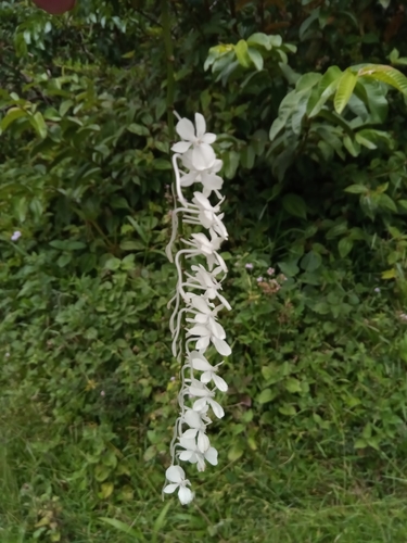 Aerangis citrata (Thouars) Schltr. 2