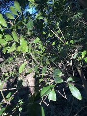 Toechima tenax