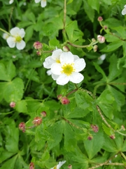 Ranunculus aconitifolius