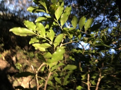 Toechima tenax
