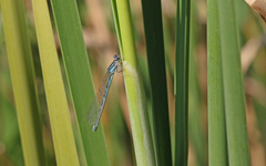 Coenagrion caerulescens