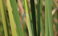 Coenagrion caerulescens