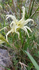 Gladiolus undulatus