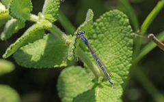 Coenagrion caerulescens