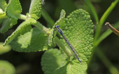 Coenagrion caerulescens