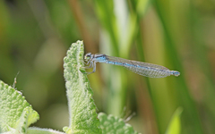 Coenagrion caerulescens