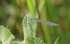 Coenagrion caerulescens