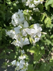 Saponaria officinalis
