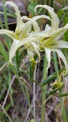 Gladiolus undulatus
