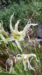 Gladiolus undulatus