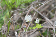 Thalictrum filamentosum