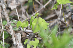 Thalictrum filamentosum