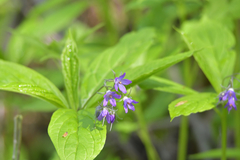 Brachybotrys paridiformis