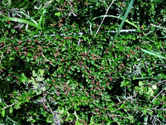 Cotoneaster hjelmqvistii
