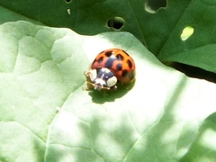 Harmonia axyridis