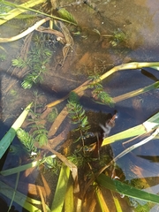 Ceratophyllum demersum