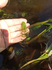 Ceratophyllum demersum