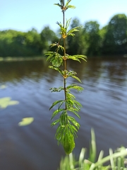 Ceratophyllum demersum