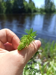Ceratophyllum demersum
