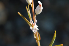 Streptanthus glandulosus albidus