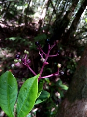 Chassalia acutiflora
