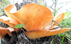 Lentinus sajor-caju