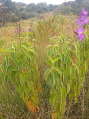 Dissotis princeps