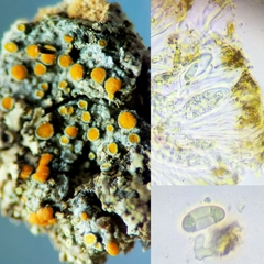 Caloplaca cerina cerina