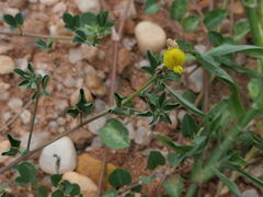Crotalaria trifoliastrum