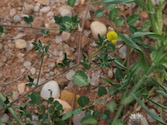 Crotalaria trifoliastrum