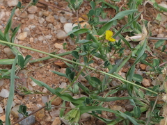Crotalaria trifoliastrum