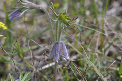Pulsatilla dahurica
