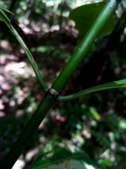 Chassalia acutiflora