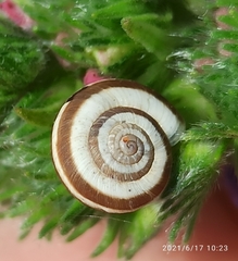 Helicella itala