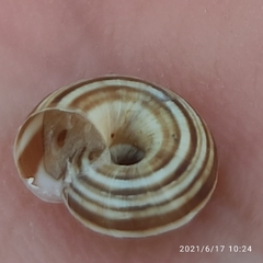 Helicella itala