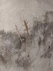 Hemidactylus mercatorius