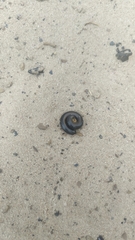 Rossiulus kessleri