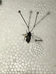 Dichelotarsus piniphilus