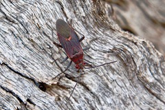 Leptocoris mitellatus