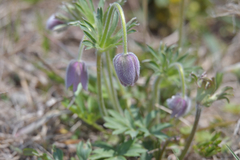 Pulsatilla dahurica