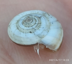 Helicella itala