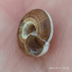 Helicella itala
