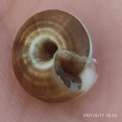 Helicella itala