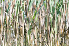 Acrocephalus arundinaceus